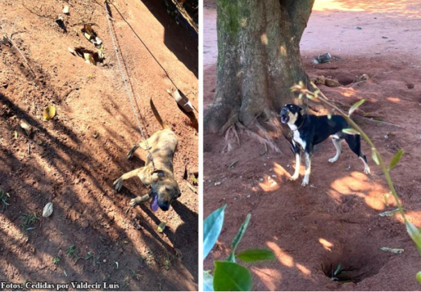 Polícia Militar faz dois flagrantes de maus tratos de animais em Bastos