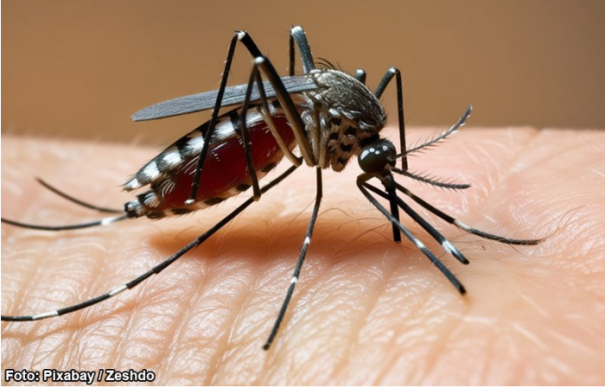 Bastos (SP) registra novo caso de dengue; números da chikungunya e Covid-19 não tiveram alterações