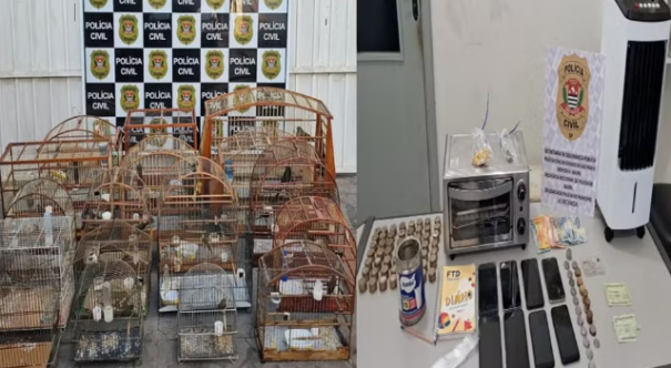 Polícia prende homem e apreende pássaros, drogas e produtos roubados no interior de SP