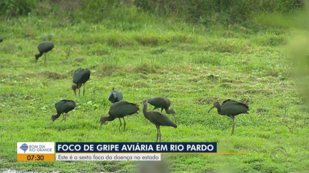 Primeiro caso de gripe aviÃ¡ria em granja comercial do Brasil Ã© detectado no RS, diz MinistÃ©rio da Agricultura