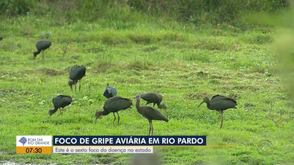 Primeiro caso de gripe aviária em granja comercial do Brasil é detectado no RS, diz Ministério da Agricultura