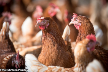 APA alerta para revisÃ£o urgente dos protocolos de biosseguridade nas granjas