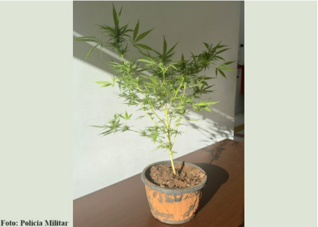PÃ© de maconha Ã© apreendido na casa de indivÃ­duo procurado em HerculÃ¢ndia (SP)