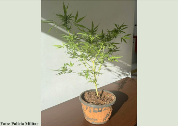 Pé de maconha é apreendido na casa de indivíduo procurado em Herculândia (SP)