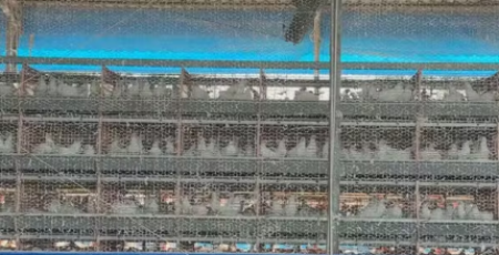 Granjas proÃ­bem visitas e intensificam controle sanitÃ¡rio no interior de SP apÃ³s caso de gripe aviÃ¡ria no Brasil