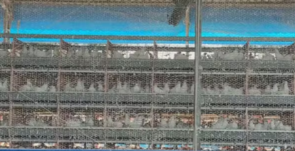 Granjas proíbem visitas e intensificam controle sanitário no interior de SP após caso de gripe aviária no Brasil