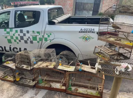 Idoso Ã© multado em R$ 6 mil por capturar e manter 11 aves em cativeiro no Residencial Cremonese, em Pres. Prudente