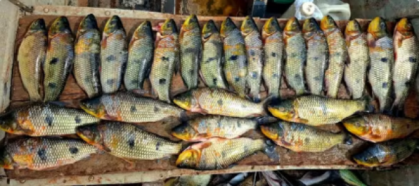 Homens são multados em mais de R$ 2.500 por pesca predatória no Rio Paranapanema, em Iepê