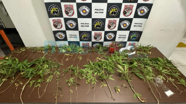 Força Tática localiza plantação de maconha em chácara na zona rural de Tupã