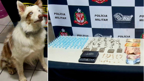 Com apoio de cão farejador, Polícia Militar localiza drogas e prende homem em Pompeia