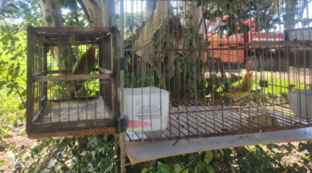 Homem Ã© multado em R$ 1 mil por capturar ave silvestre com alÃ§apÃ£o em MariÃ¡polis