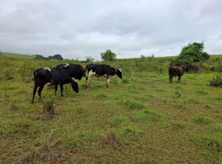 ArrendatÃ¡rio de fazenda leva multa de quase R$ 16 mil apÃ³s fiscalizaÃ§Ã£o flagrar degradaÃ§Ã£o de APP por gado em Caiabu