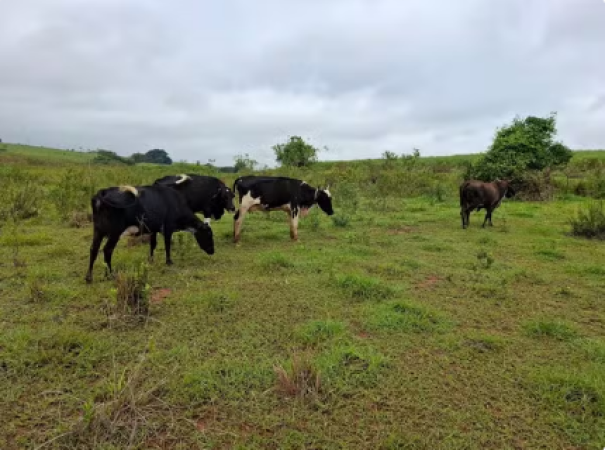 Arrendatário de fazenda leva multa de quase R$ 16 mil após fiscalização flagrar degradação de APP por gado em Caiabu
