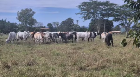 InvestigaÃ§Ã£o encontra gado furtado e prende em flagrante sitiante suspeito de receptaÃ§Ã£o em Estrela do Norte