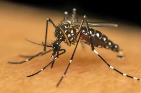 Presidente Prudente confirma quatro primeiros casos de febre chikungunya em 2025