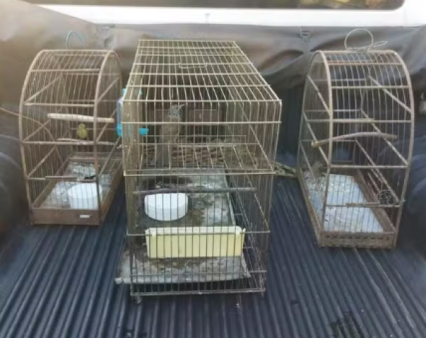 Fiscalização identifica gaiolas em varanda e homem é multado por manter aves silvestres em cativeiro, em Teodoro Sampaio