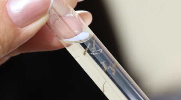 Adamantina soma 624 casos de dengue e 6 de chikungunya acumulados neste ano