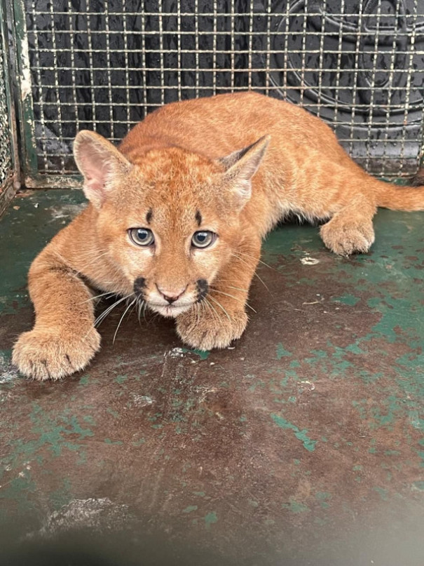 Após ficar presa em cerca, onça-parda é resgatada e devolvida à natureza