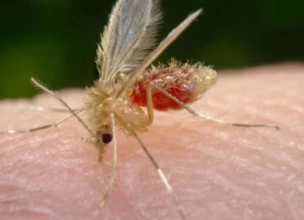 Presidente Prudente registra terceiro caso de leishmaniose visceral em humanos