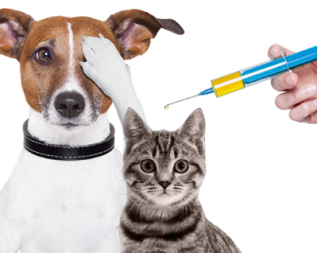 Vai acontecer nesta quinta-feira(27) mais uma etapa de vacinaÃ§Ã£o contra raiva, em Osvaldo Cruz