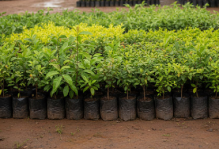 Vai acontecer em Osvaldo Cruz , um mutirÃ£o de entrega de mudas de arvores frutÃ­feras e nativas da regiÃ£o