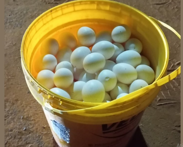 Suspeito de furtar granja é preso durante patrulhamento em Bastos