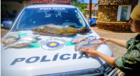PM Ambiental multa homem por armazenamento de peixes ilegais em Adamantina
