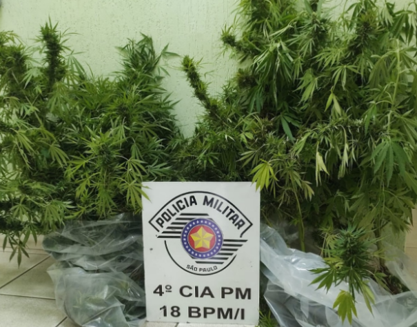 Polícia encontra quase 8 quilos de maconha em cultivo caseiro em Álvares Machado