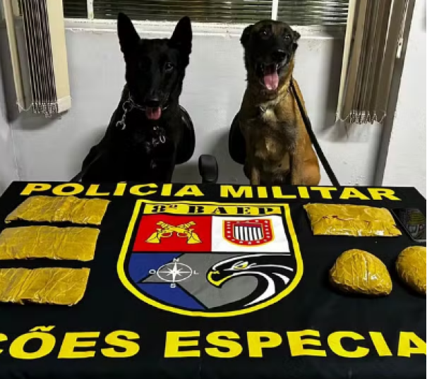 Cadela do BAEP descobre drogas escondidas em Presidente Prudente