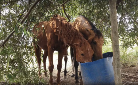 Homem Ã© multado em R$ 15 mil por maus-tratos e morte de cavalo em Presidente Bernardes