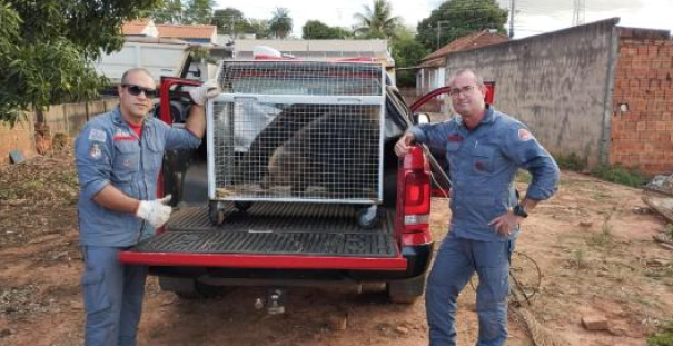 Corpo de Bombeiros resgata tamanduá-bandeira em Osvaldo Cruz