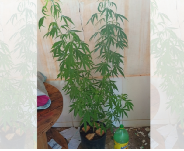 Polícias apreendem planta de maconha durante cumprimento de mandado em Flórida Paulista