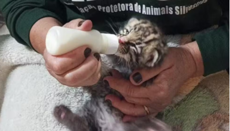 Filhote de felino silvestre Ã© resgatado apÃ³s fortes chuvas em fazenda de Rancharia