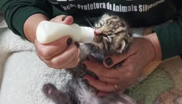 Filhote de felino silvestre é resgatado após fortes chuvas em fazenda de Rancharia