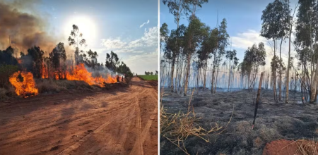 IncÃªndio queima 100 mil metros quadrados de plantaÃ§Ã£o de eucalipto e pastagem em MartinÃ³polis
