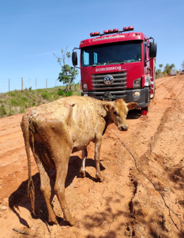 Bombeiros de Osvaldo Cruz resgatam vaca atolada em brejo
