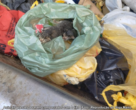 Coletores salvam dois filhotes de gato abandonados em sacola de lixo em Adamantina