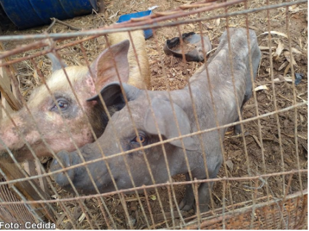 SuÃ­nos sÃ£o encontrados em condiÃ§Ãµes de maus-tratos em propriedade rural de Bastos