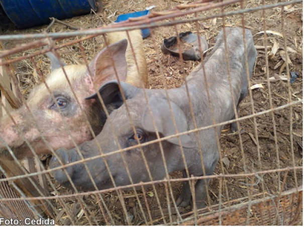 Suínos são encontrados em condições de maus-tratos em propriedade rural de Bastos