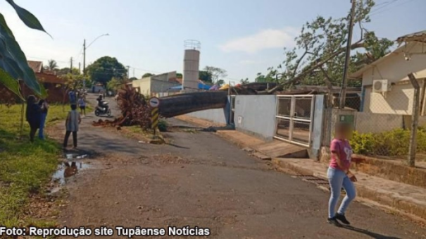 Árvore de grande porte cai em escola de Tupã