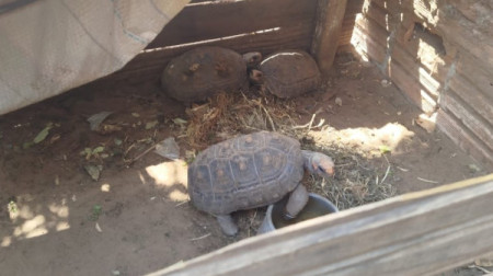 Morador de LucÃ©lia Ã© multado em R$ 1,5 mil por manter jabutis em cativeiro