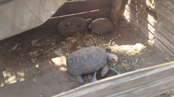 Morador de Lucélia é multado em R$ 1,5 mil por manter jabutis em cativeiro