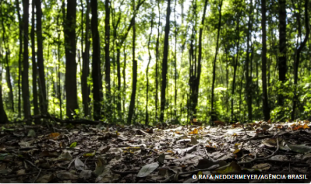 ProduÃ§Ã£o florestal do paÃ­s cresce 16,7% e chega a R$ 44,3 bi em 2024