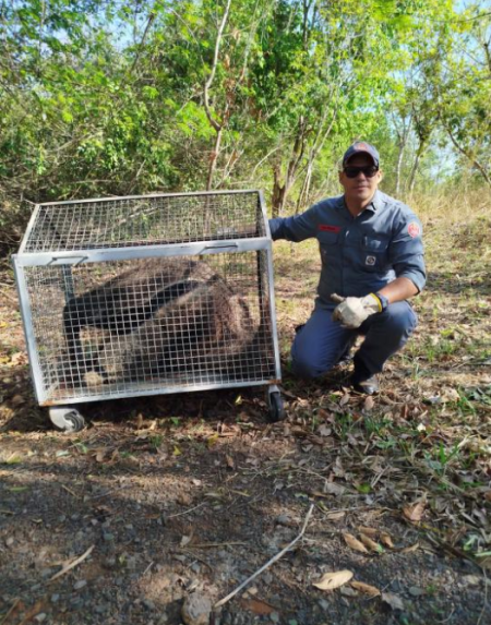 Bombeiros de OC apreendem tamanduÃ¡ bandeira em prÃ©dio pÃºblico de ParapuÃ£