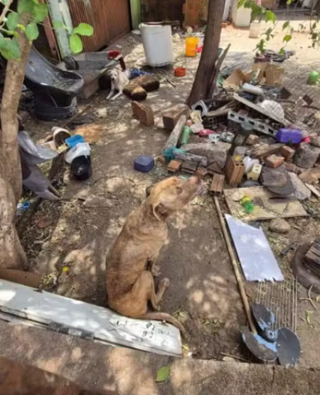 CÃ£es abandonados hÃ¡ 15 dias sÃ£o resgatados sem Ã¡gua e comida em quintal de casa no interior de SP