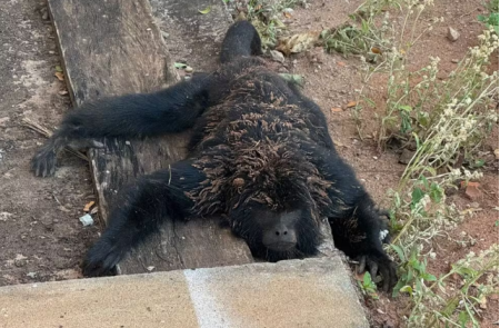Macaco, porco-espinho e cuÃ­ca sÃ£o resgatados em Ã¡rea residencial apÃ³s incÃªndios no interior de SP