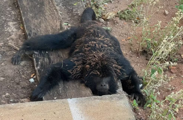 Macaco, porco-espinho e cuíca são resgatados em área residencial após incêndios no interior de SP