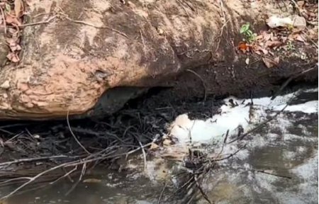 Despejo irregular de vinhaÃ§a mata peixes e causa mau cheiro em LucÃ©lia