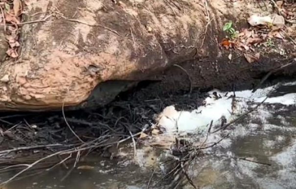 Despejo irregular de vinhaça mata peixes e causa mau cheiro em Lucélia