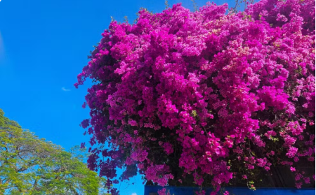 Primavera chega nesta segunda-feira com inÃ­cio do equinÃ³cio e mudanÃ§a no clima